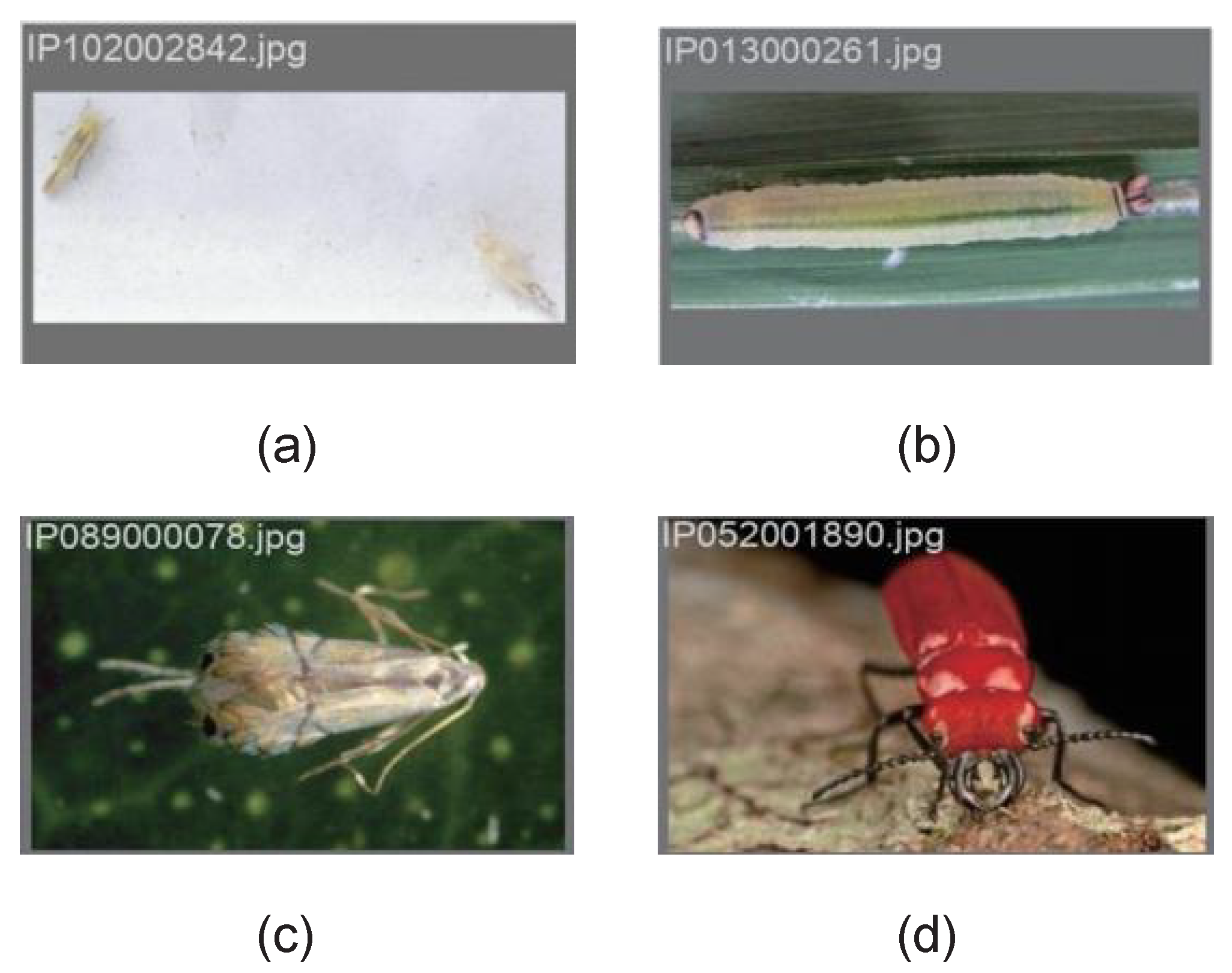 Agriculture 14 01420 g014