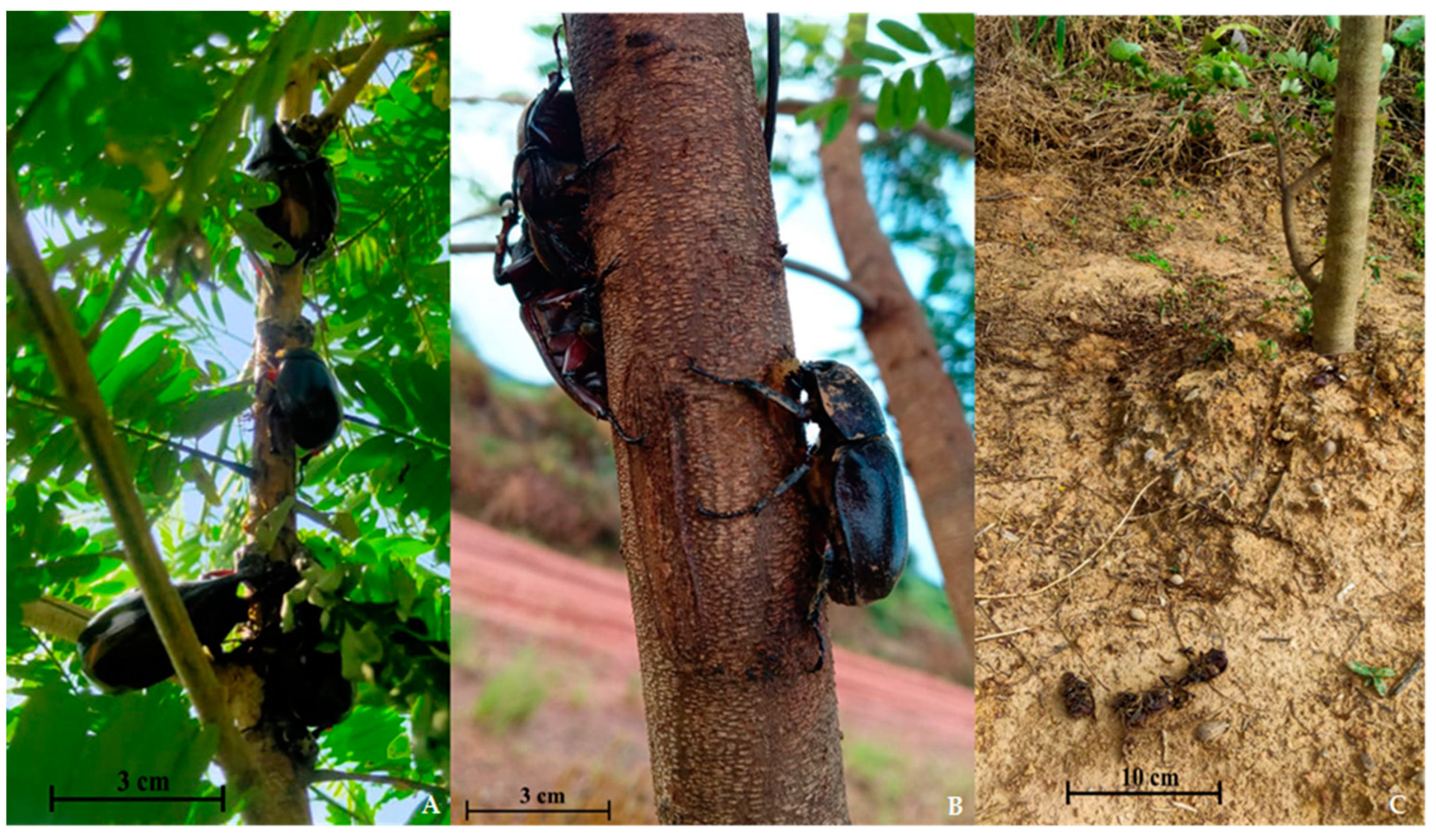 Agriculture 14 01477 g005 Agriculture 14 01477 g005