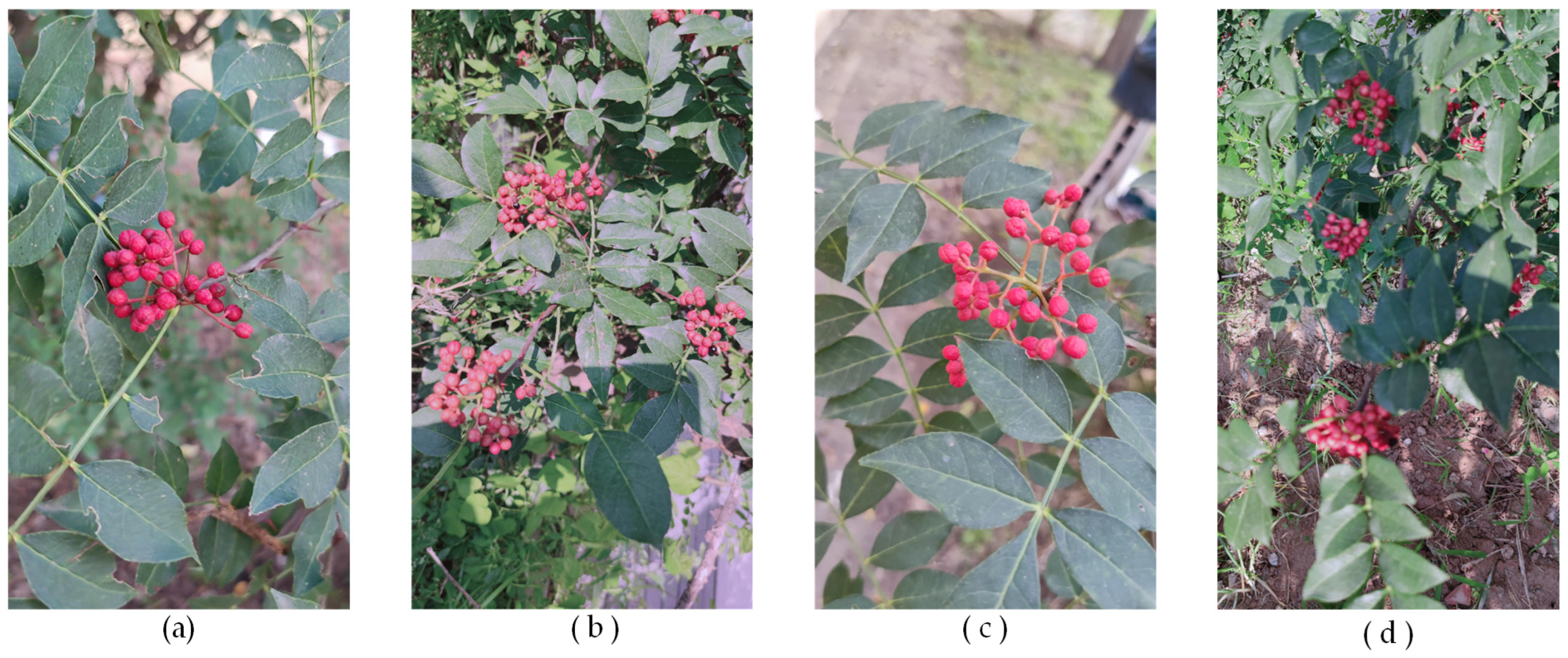 Agriculture 14 01585 g001