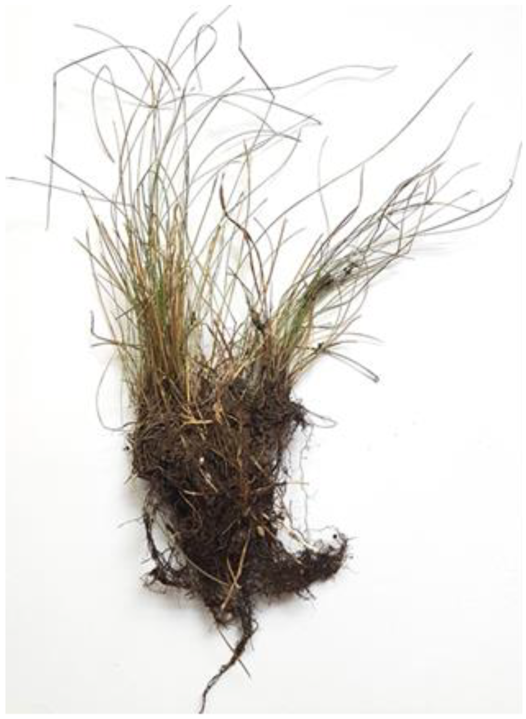 Agriculture 14 01750 g004