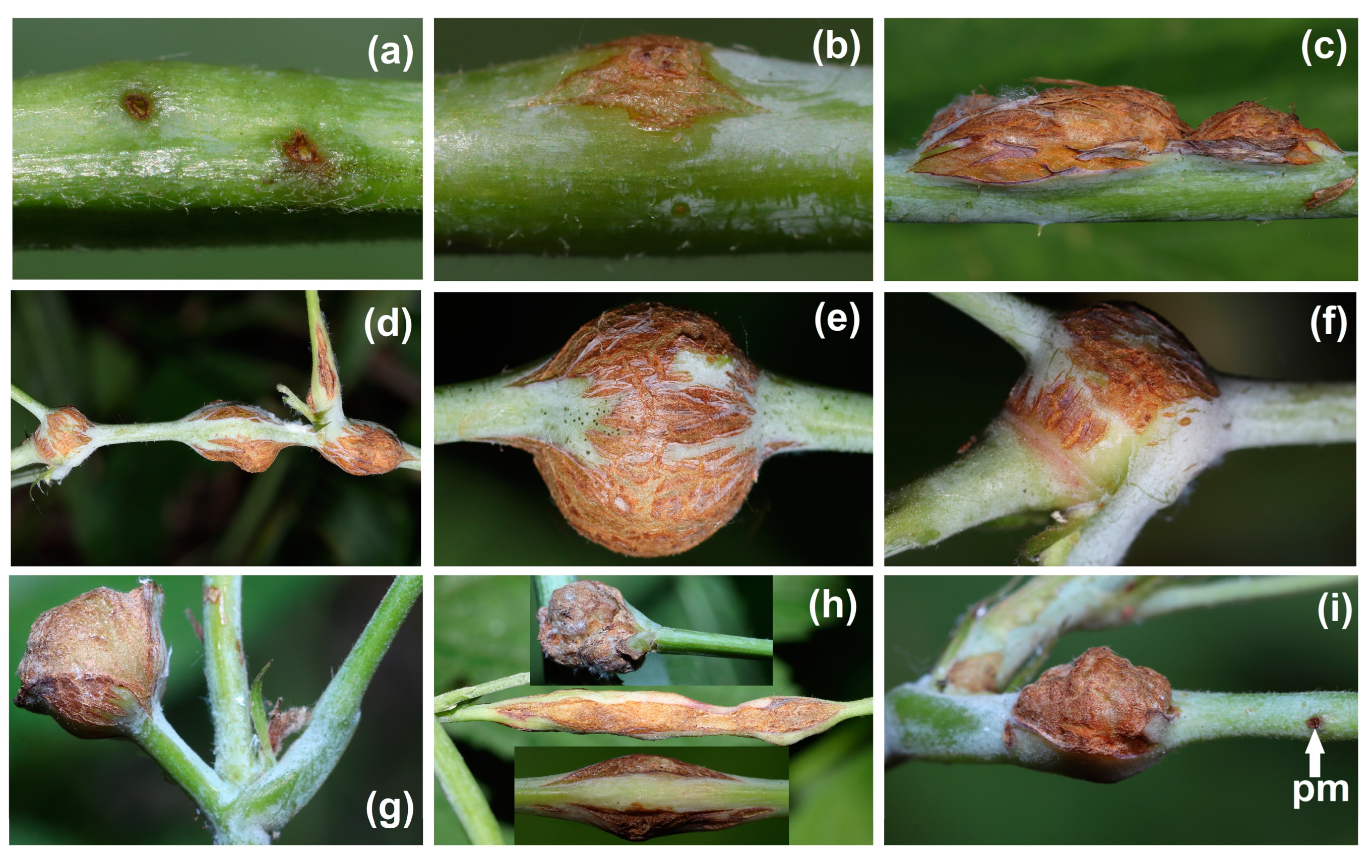 Agriculture 14 01761 g004 Agriculture 14 01761 g004