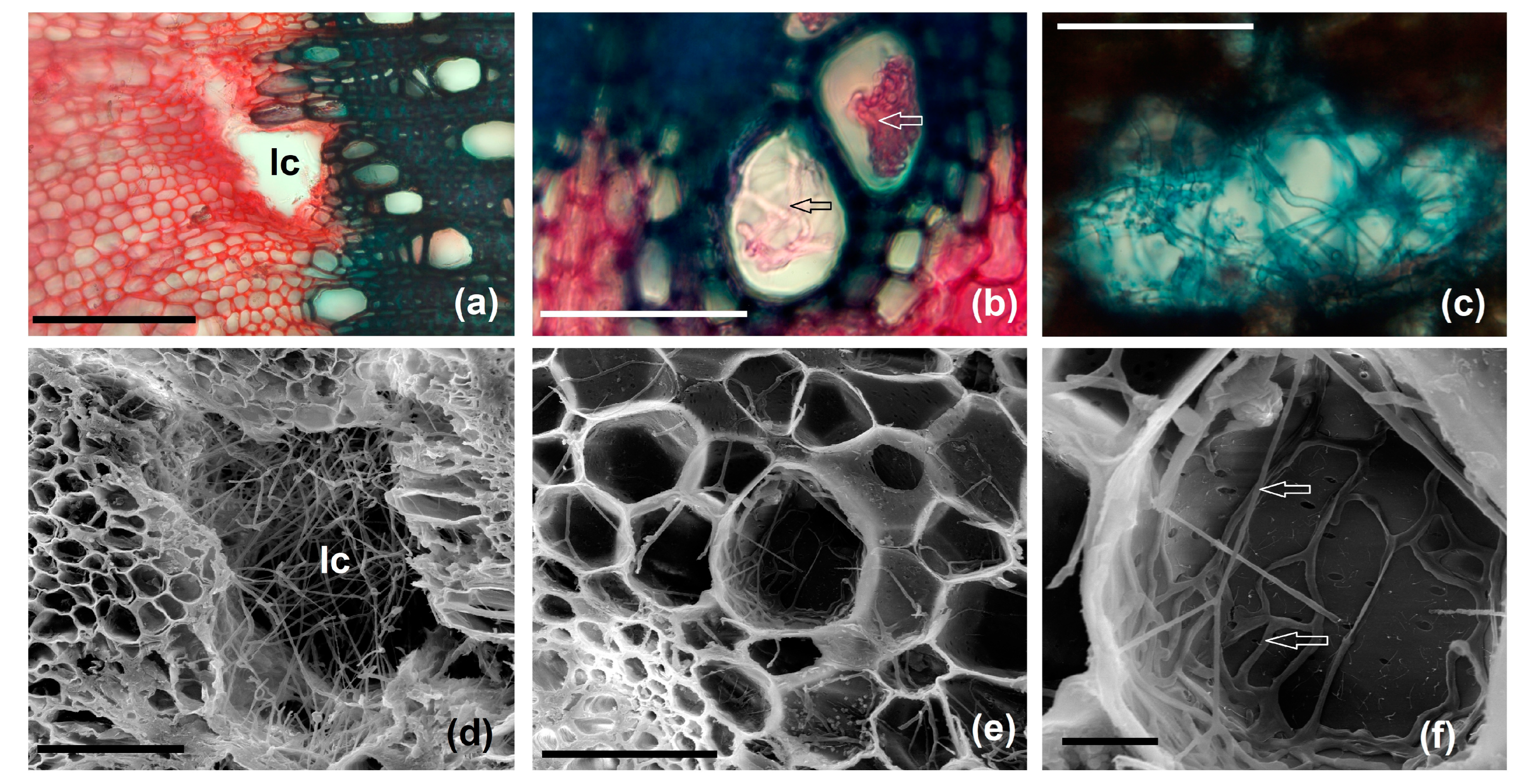 Agriculture 14 01761 g009 Agriculture 14 01761 g009