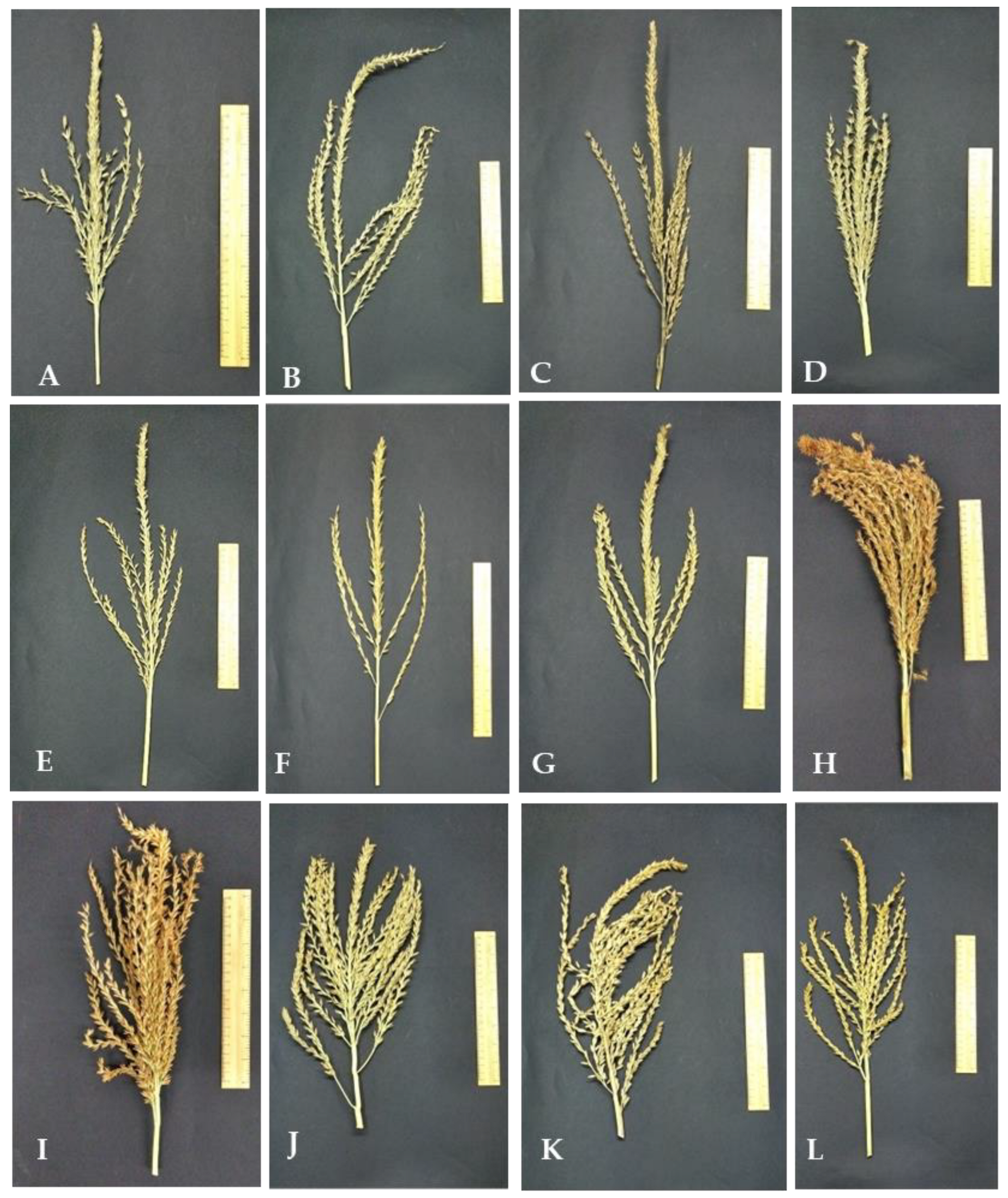 Agriculture 14 01791 g002