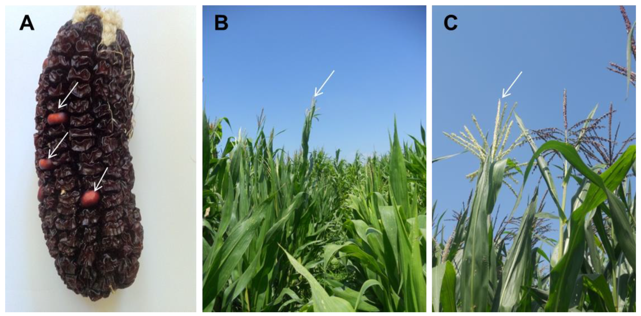 Agriculture 14 01791 g004