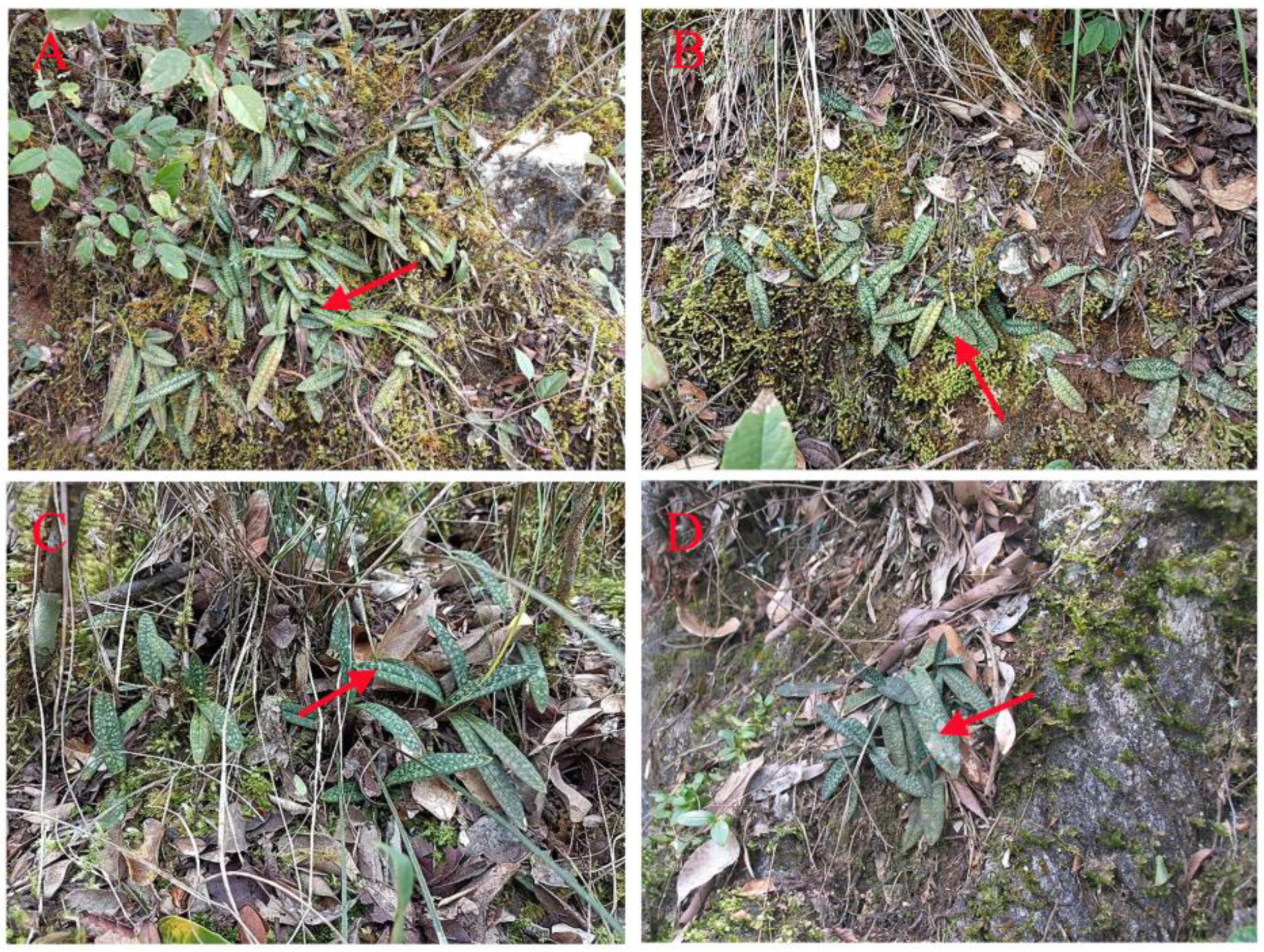 Agriculture 14 01909 g001