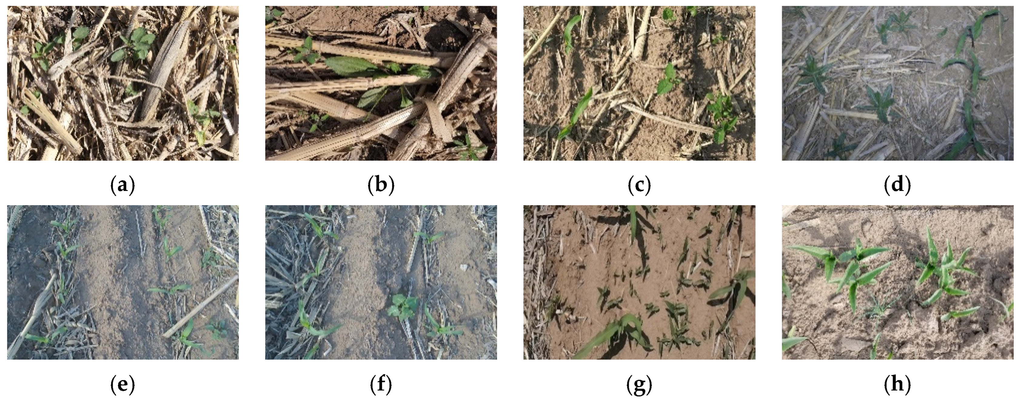 Agriculture 14 02134 g002