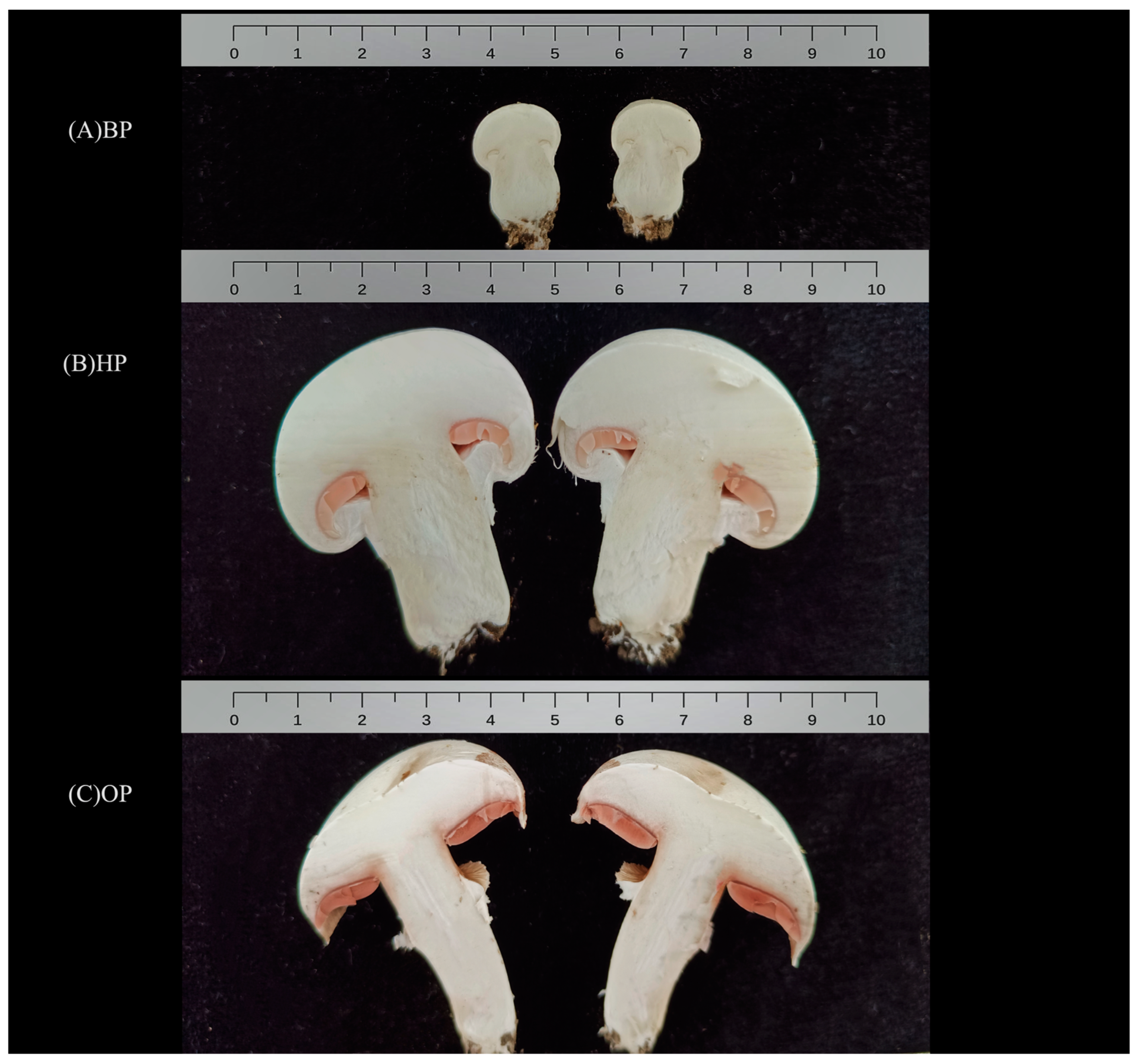 Agriculture 14 02226 g001