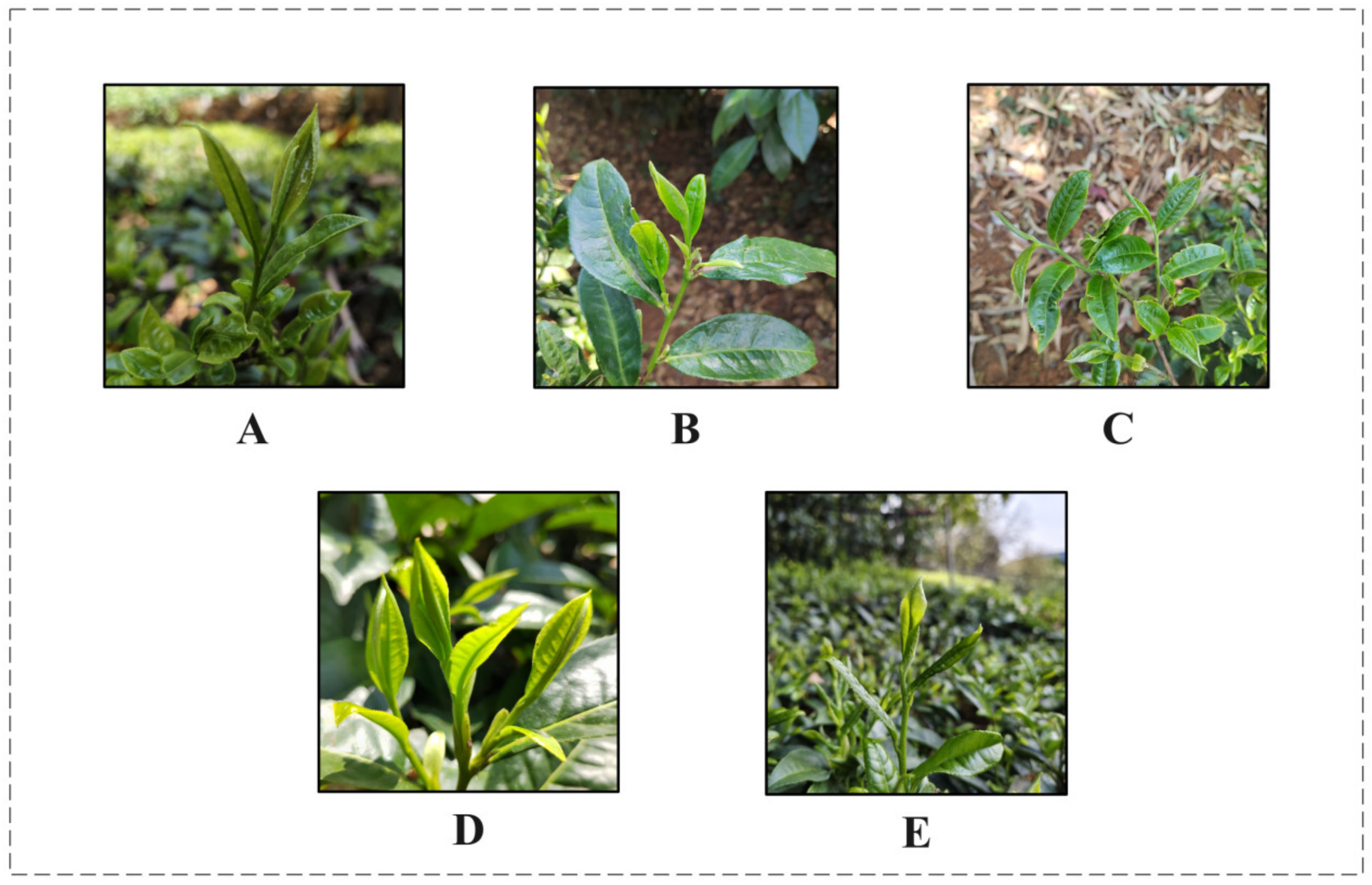 Agriculture 14 02324 g001