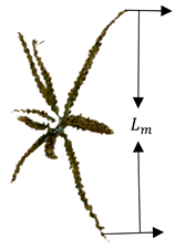 Agriculture 15 00085 i002