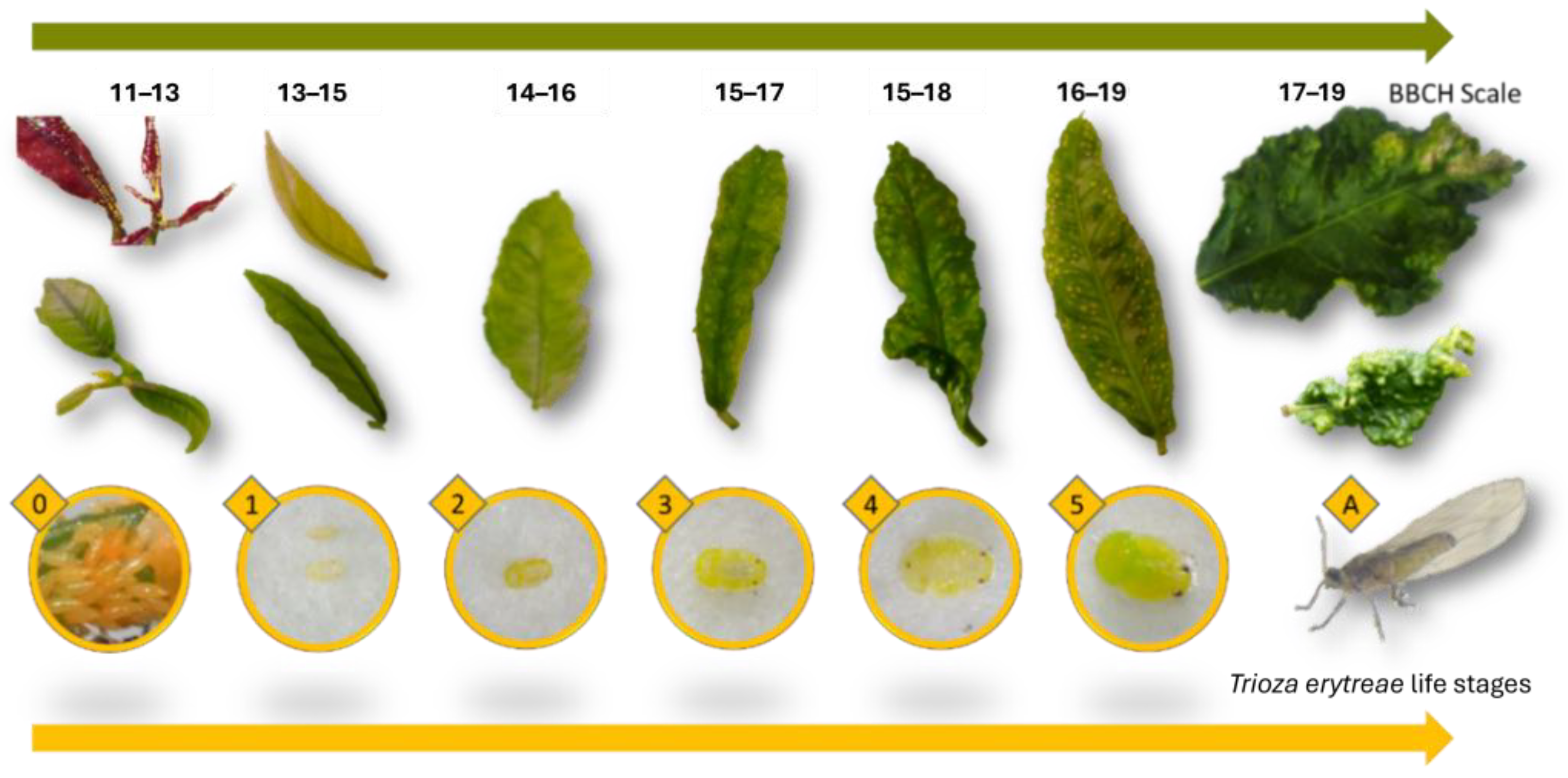 Agriculture 15 00101 g001