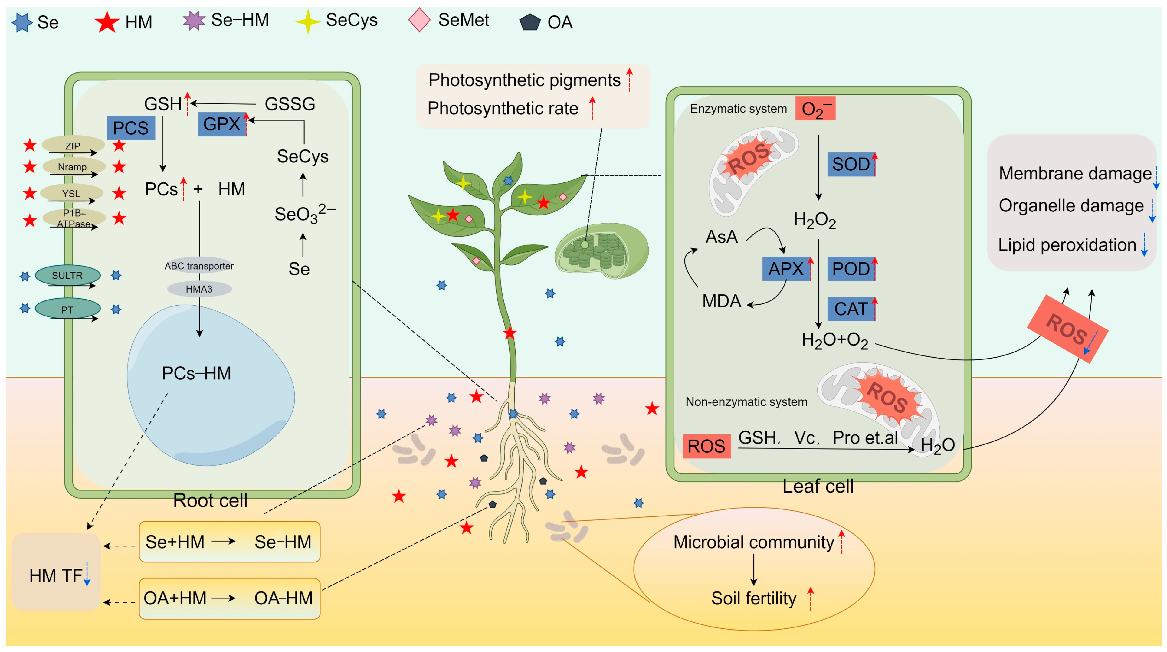 Agriculture 15 00204 g002
