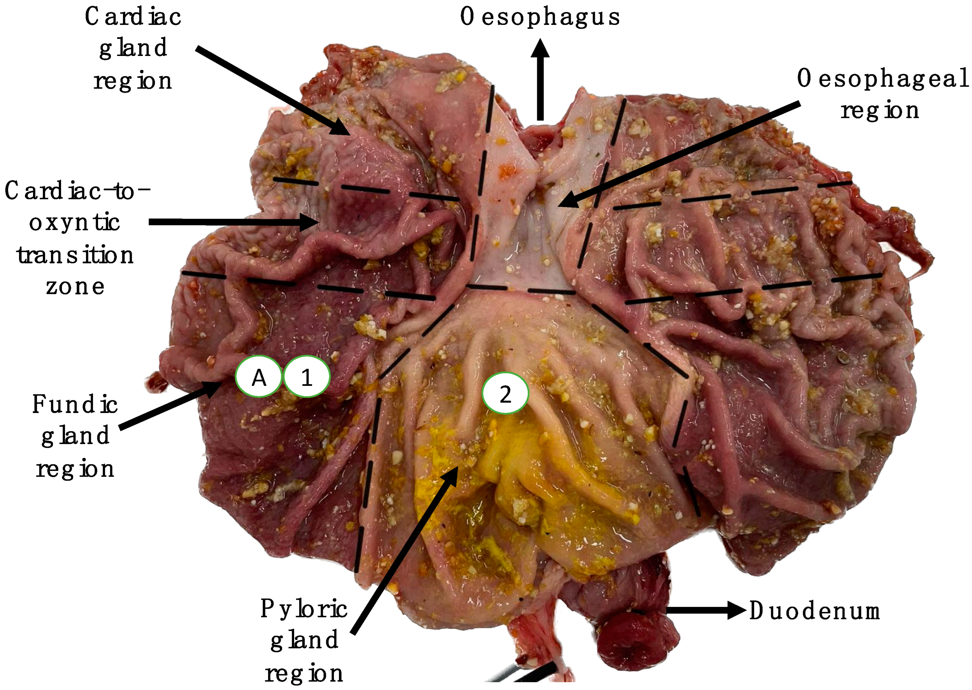 Agriculture 15 00310 g002 Agriculture 15 00310 g002