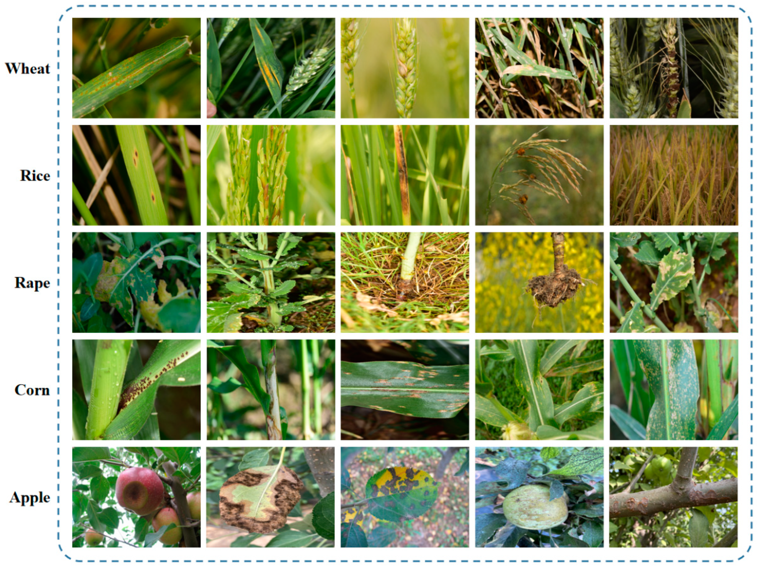 Agriculture 15 00313 g004