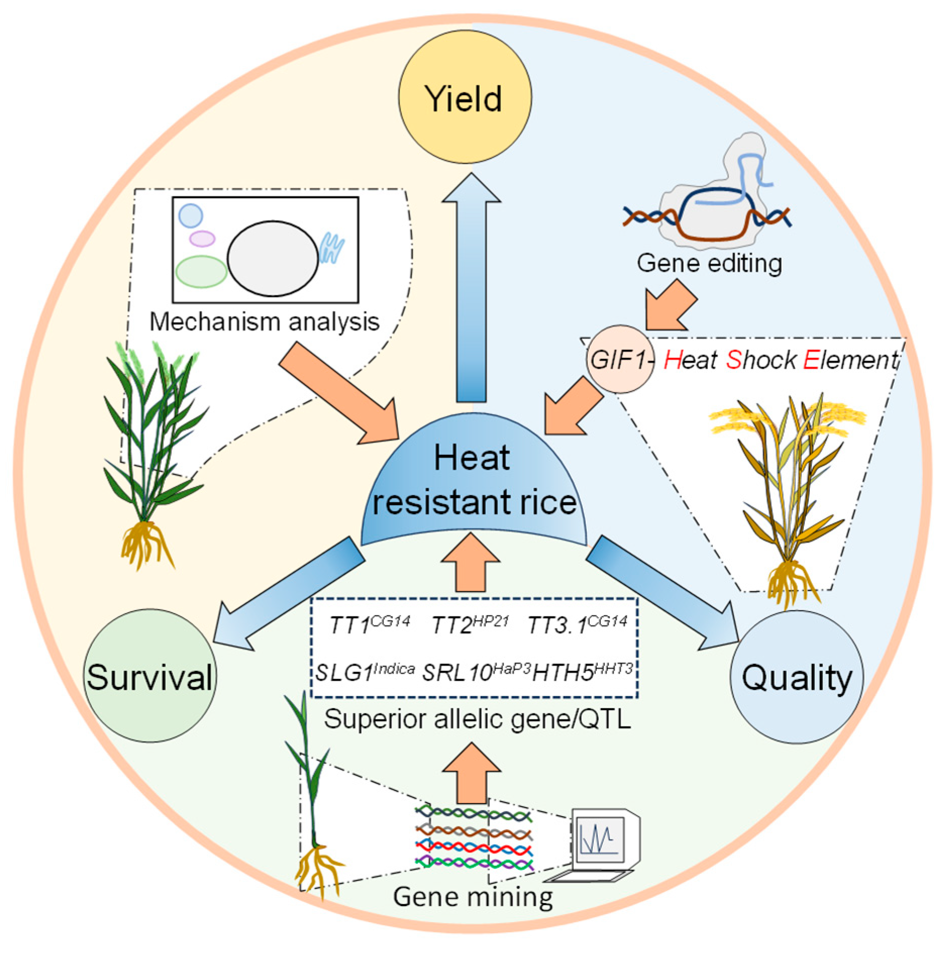 Agriculture 15 00318 g003