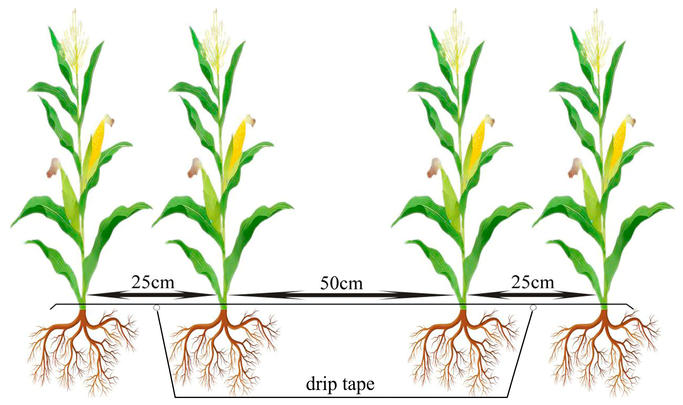 Agriculture 15 00331 g002