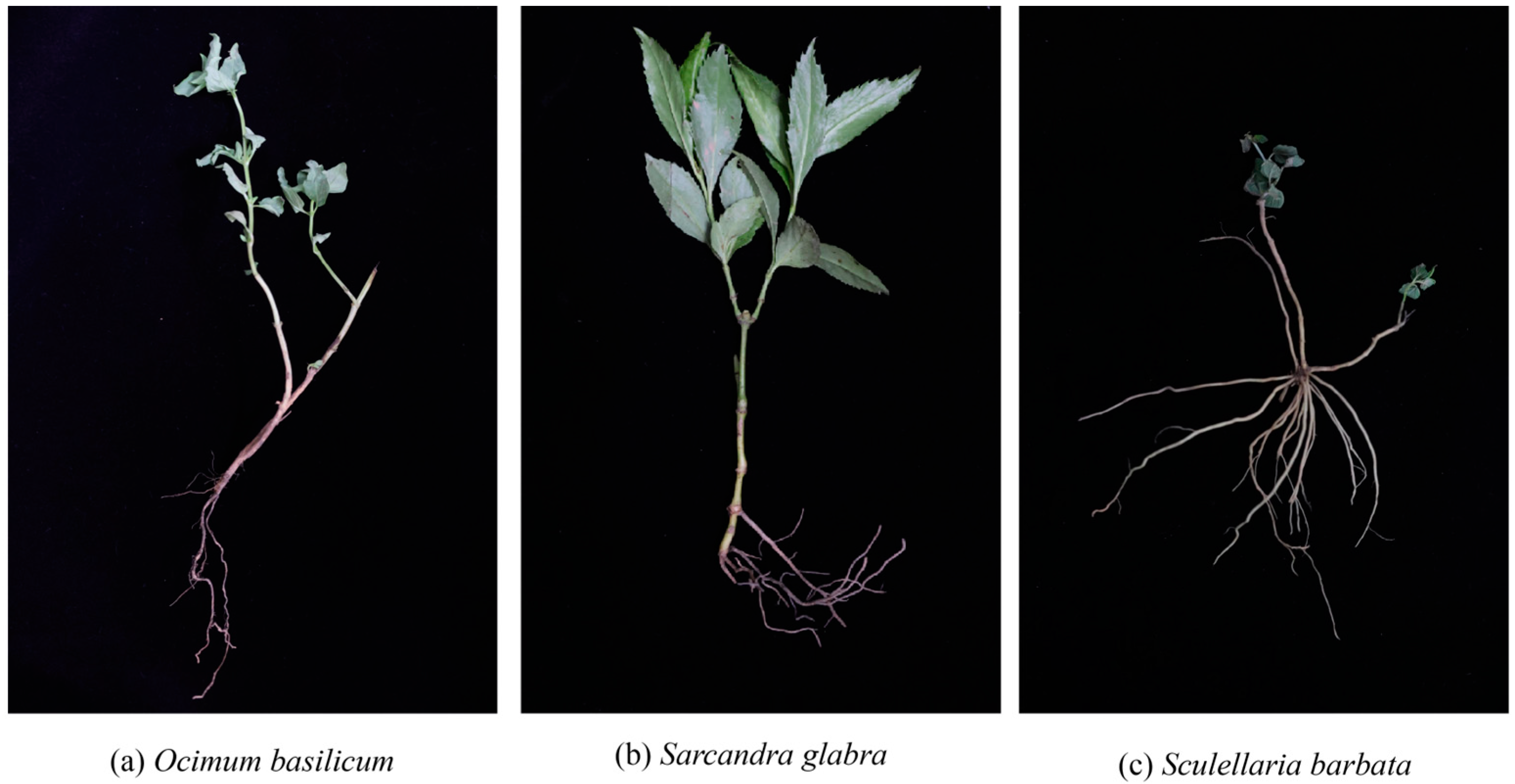 Agriculture 15 00343 g001