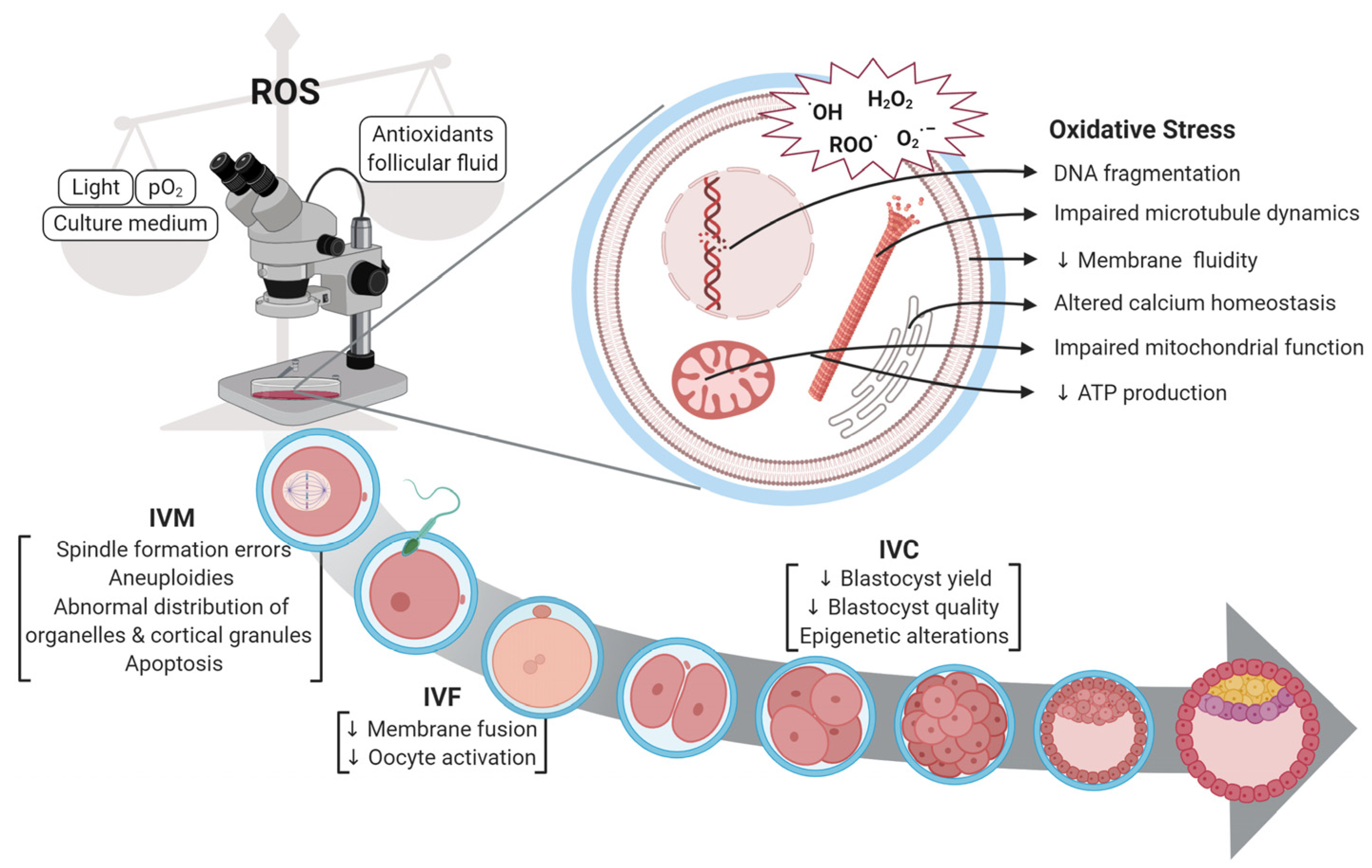 Agriculture 15 00363 g001