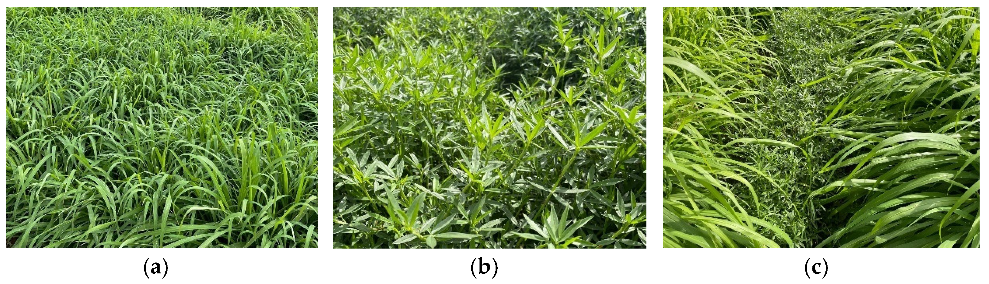 Agriculture 15 00437 g001