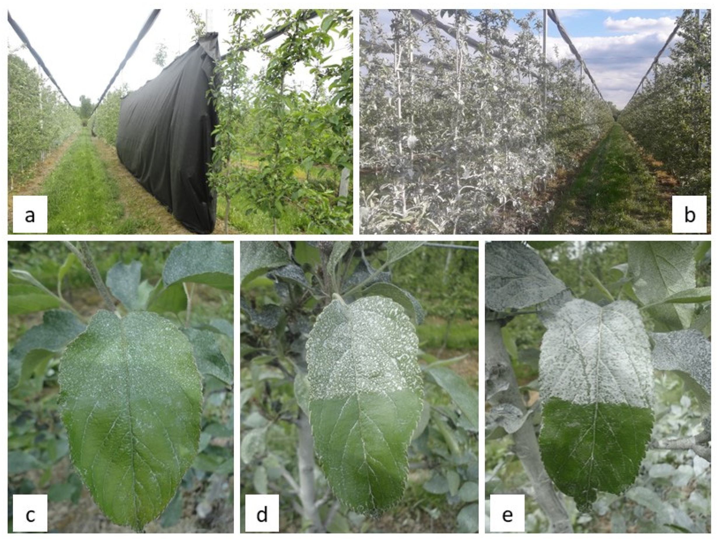 Agriculture 15 00440 g002