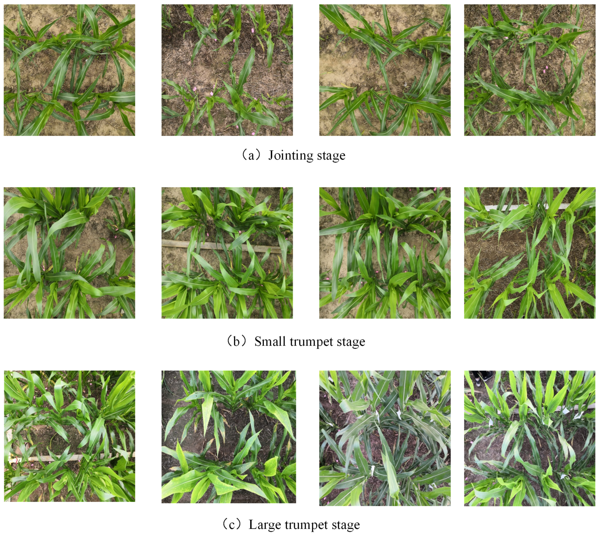 Agriculture 15 00481 g002