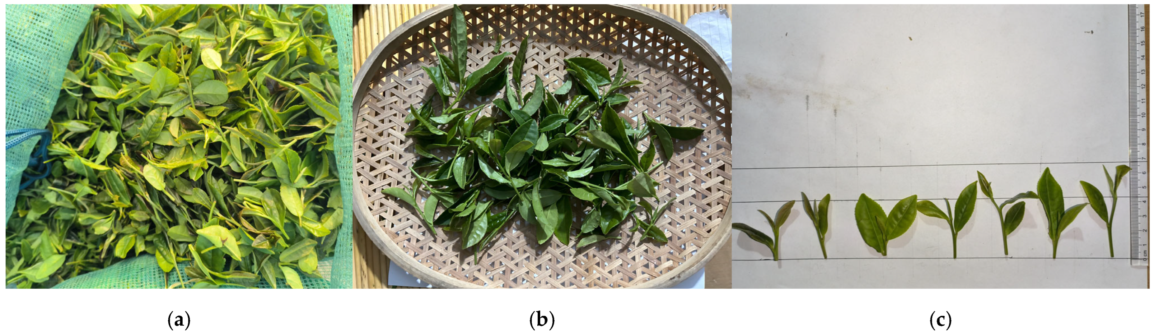 Agriculture 15 00557 g015