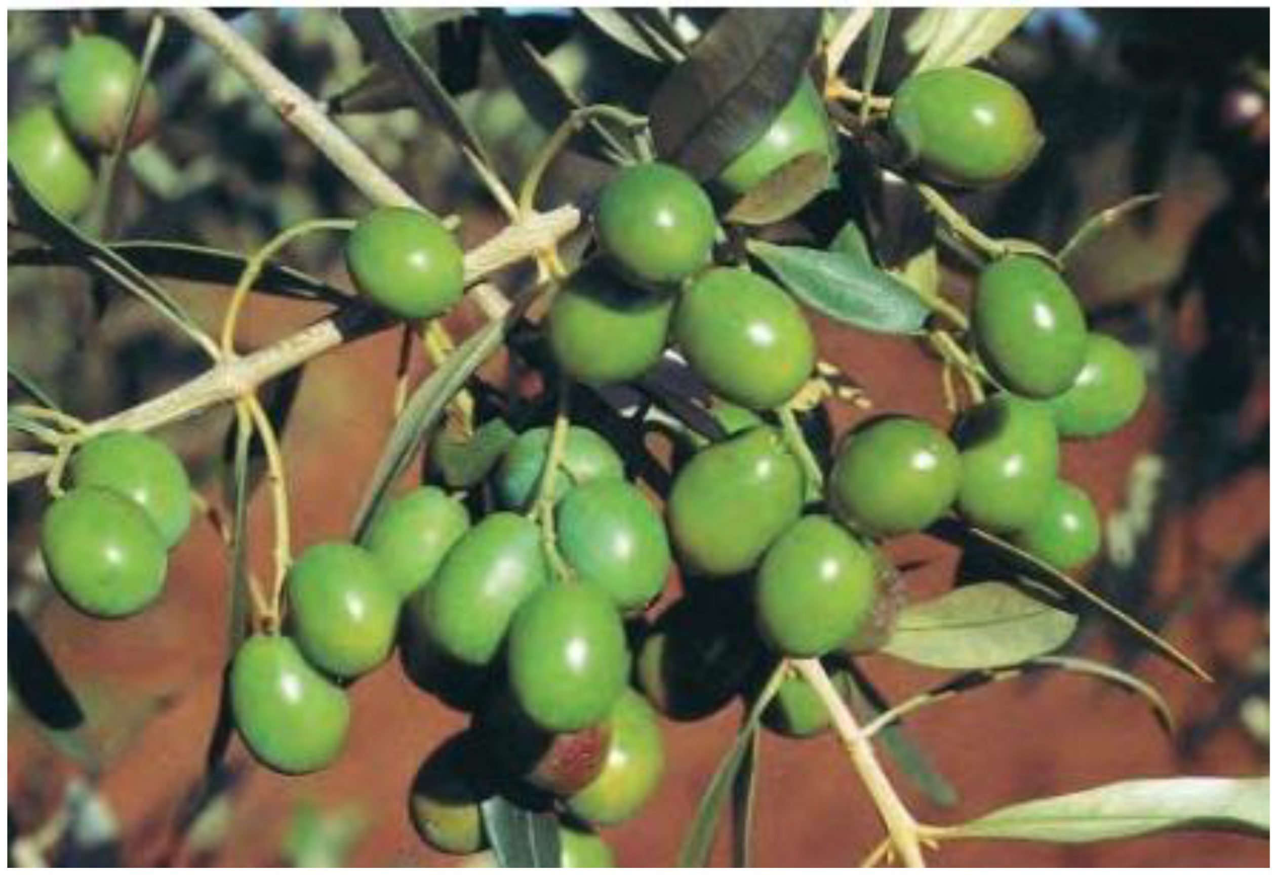 Agriculture 15 00619 g001