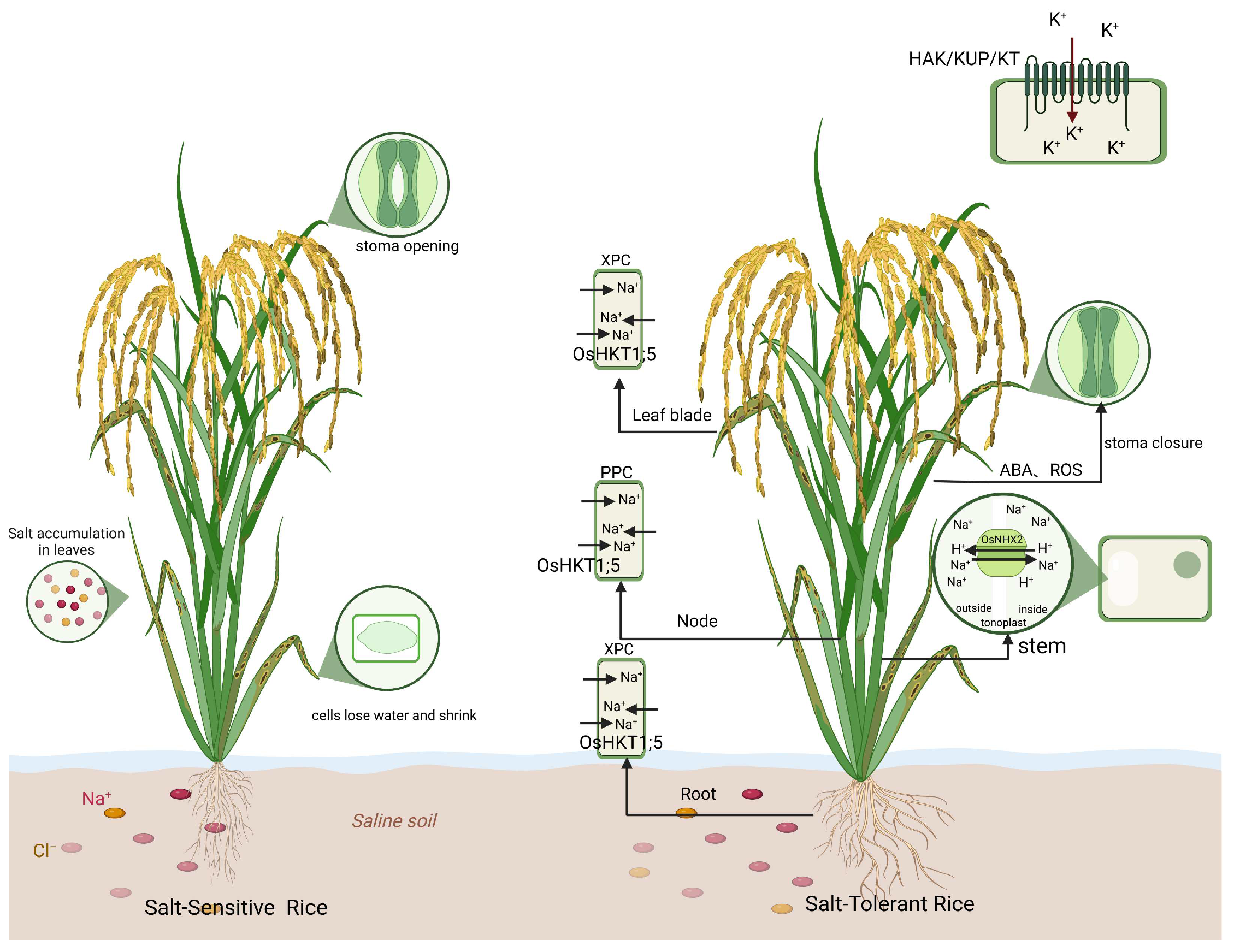 Agriculture 15 00721 g003