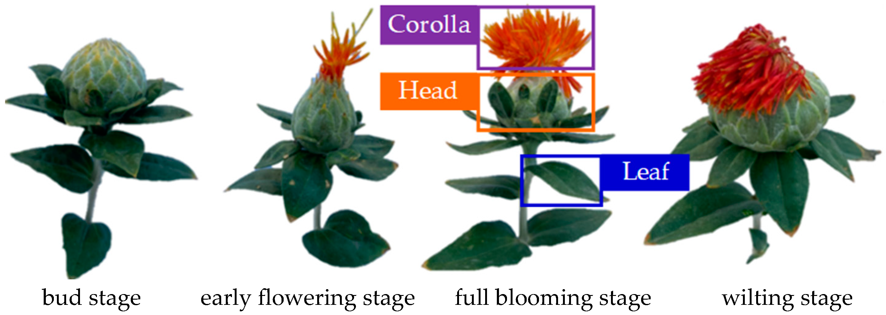 Agriculture 15 00855 g001