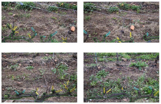 Agriculture 15 01154 i001