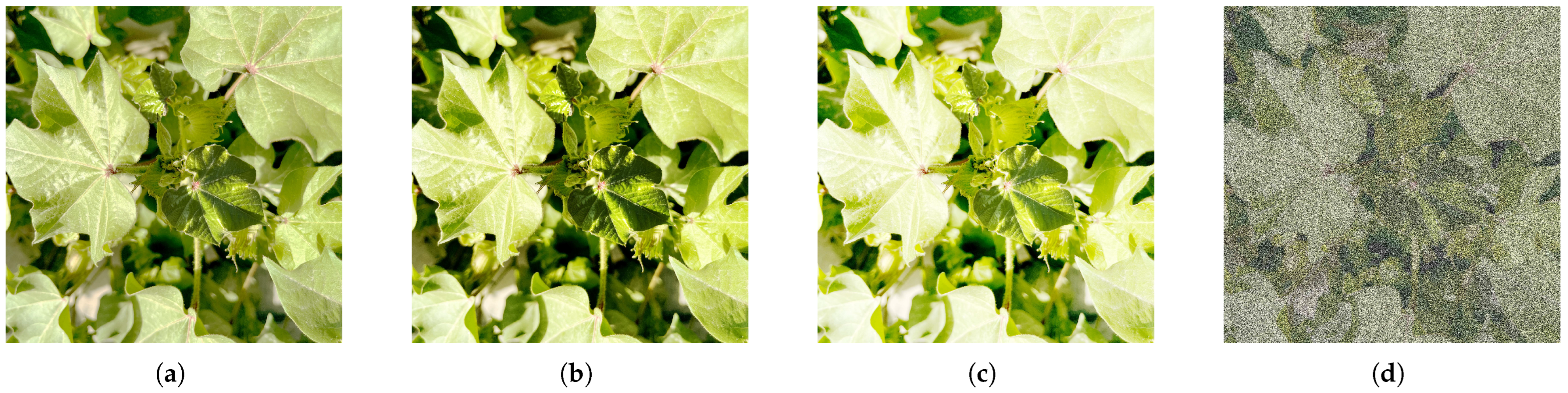 Agriculture 15 01254 g003