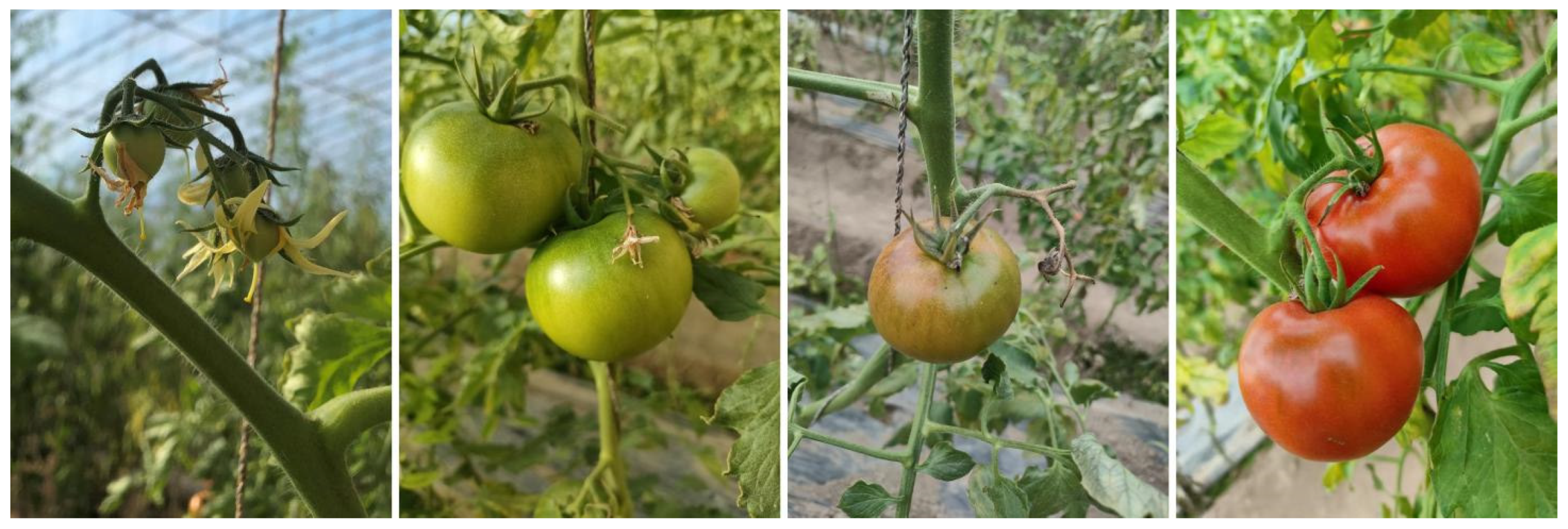 Agriculture 15 01310 g001