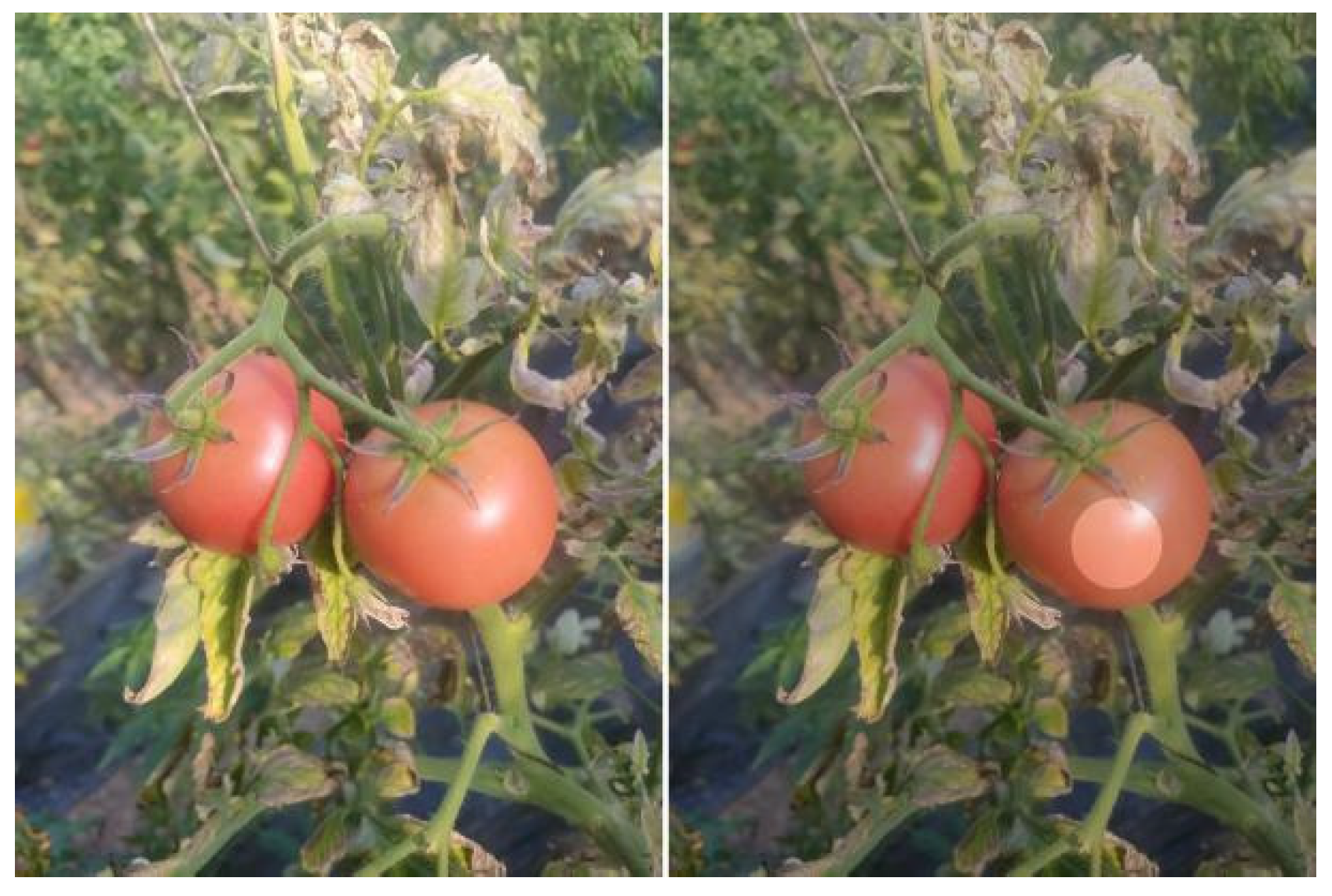 Agriculture 15 01310 g004