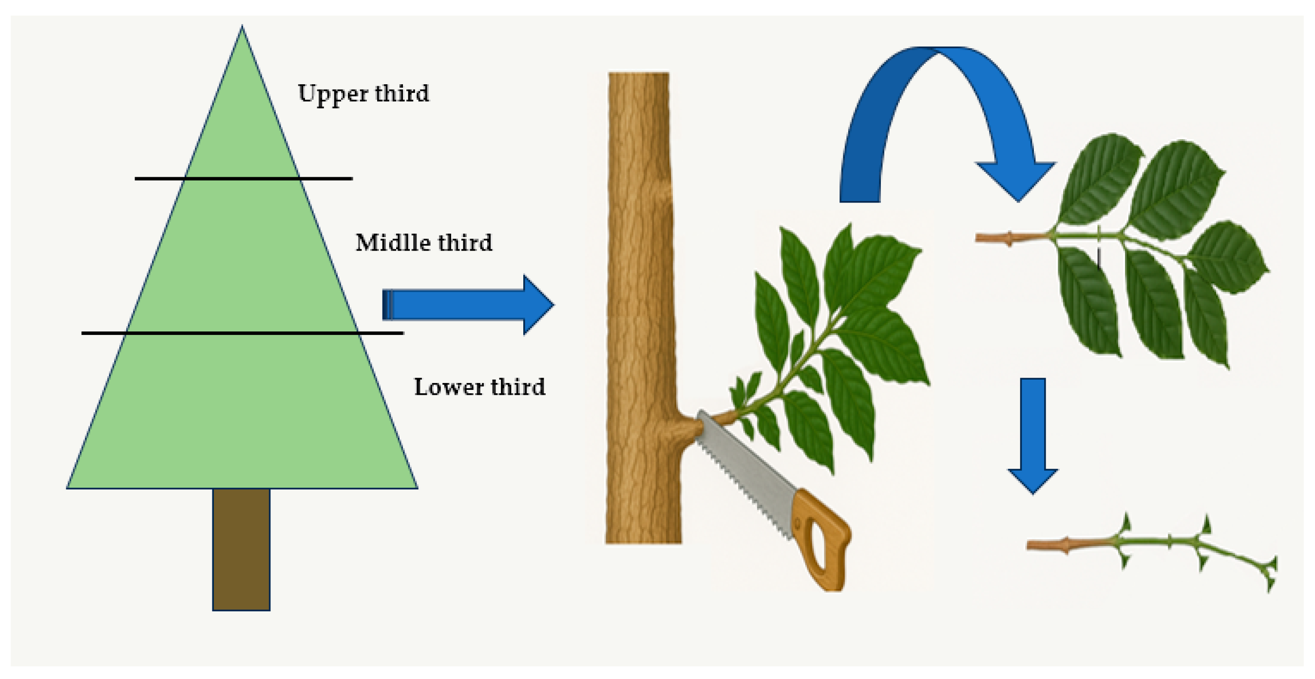 Agriculture 15 01326 g002
