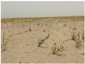 Agriculture 15 01376 i005 Agriculture 15 01376 i005