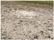 Agriculture 15 01376 i006 Agriculture 15 01376 i006