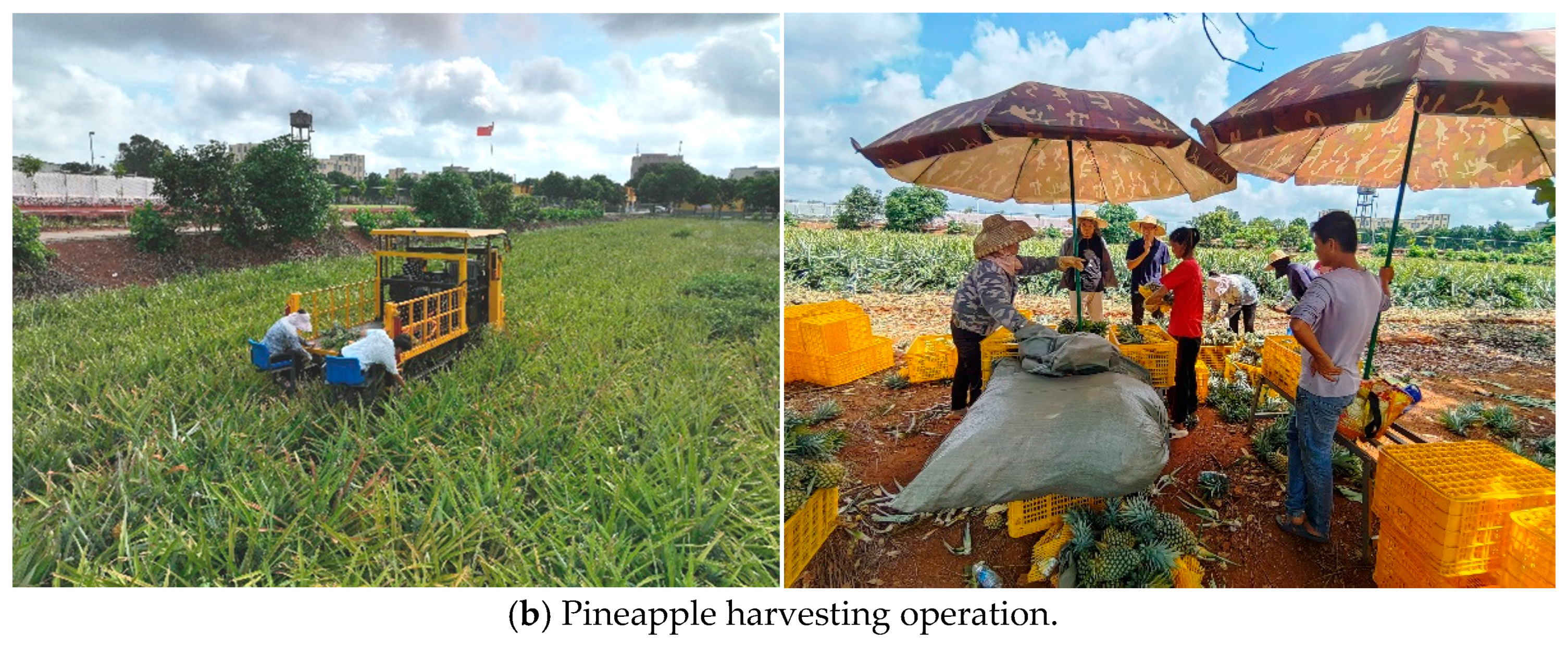 Agriculture 15 01420 g011b