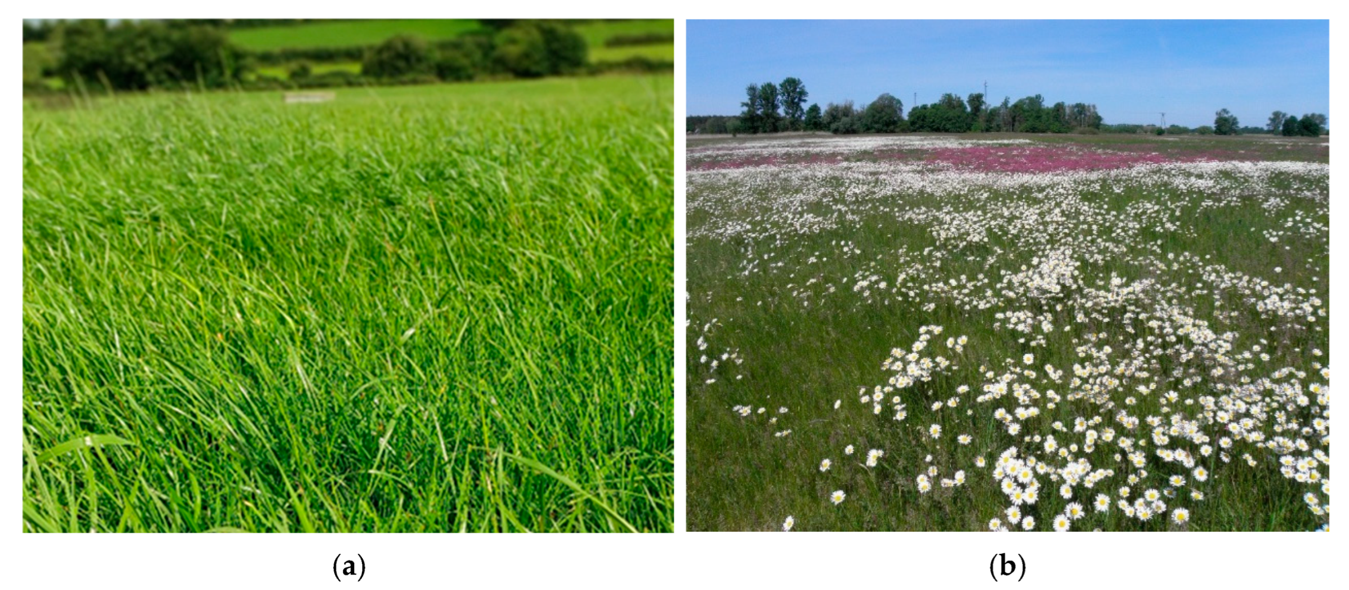 Agriculture 15 01438 g001