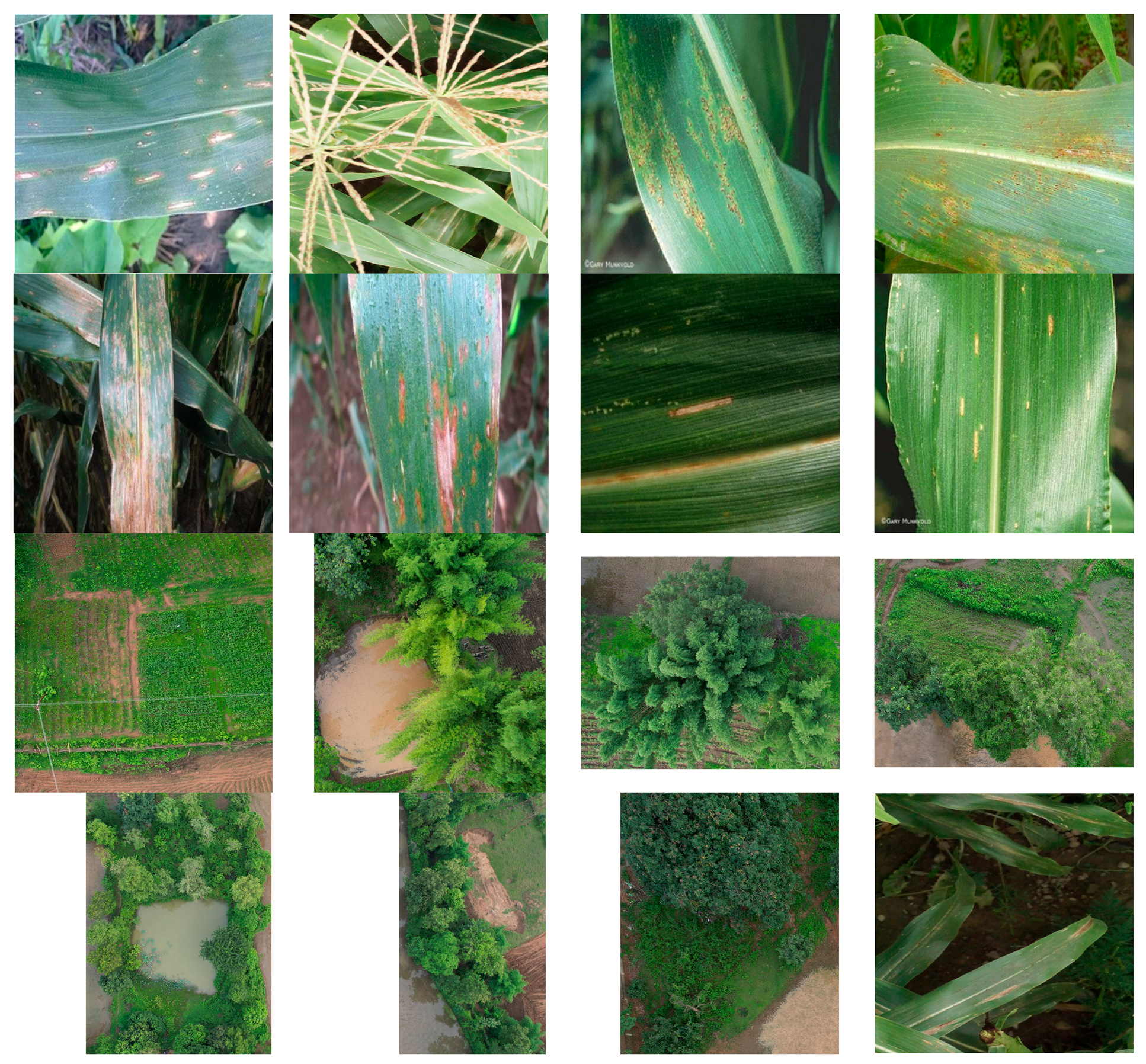 Agriculture 15 01523 i001