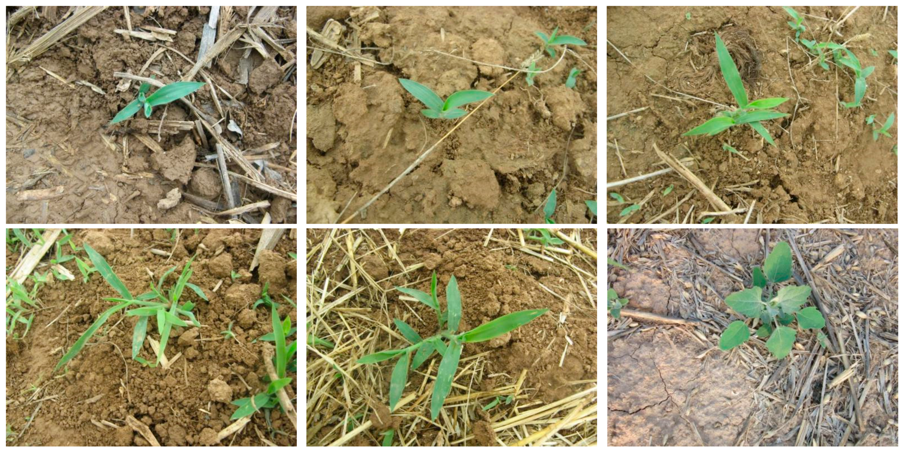 Agriculture 15 01549 g004