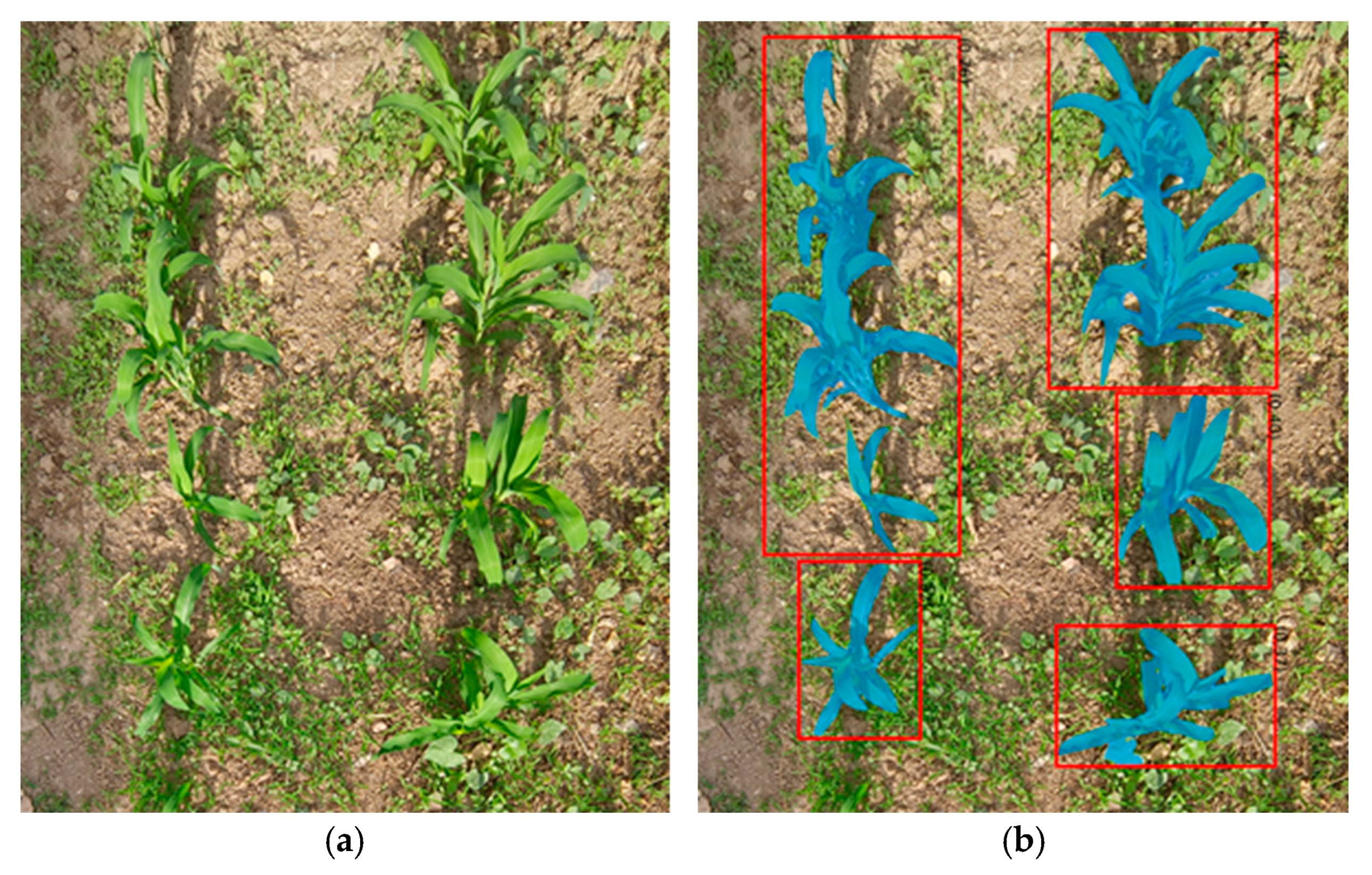 Agriculture 15 01549 g013