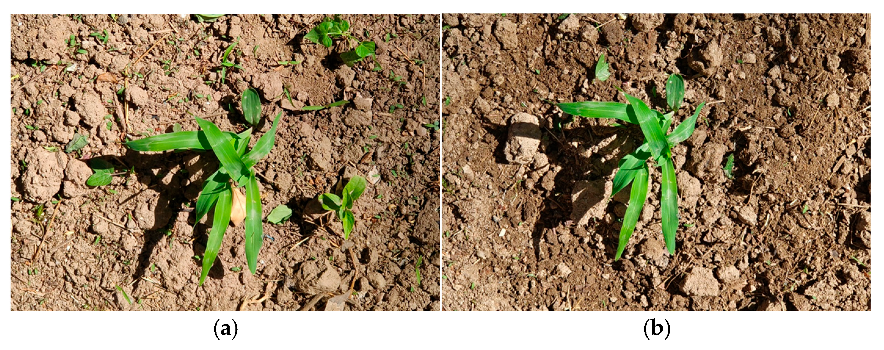 Agriculture 15 01549 g017