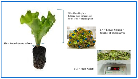 Agriculture 15 01731 g001