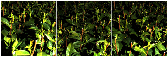 Agriculture 15 01739 i001 Agriculture 15 01739 i001