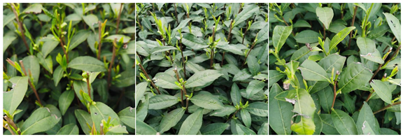 Agriculture 15 01739 i002 Agriculture 15 01739 i002