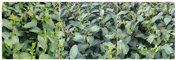 Agriculture 15 01739 i003 Agriculture 15 01739 i003