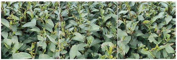 Agriculture 15 01739 i004 Agriculture 15 01739 i004