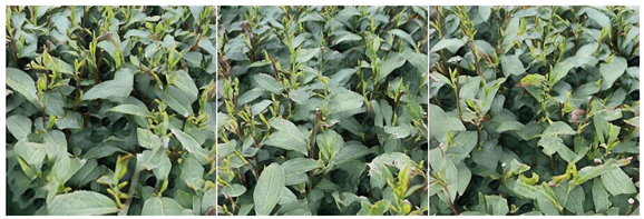 Agriculture 15 01739 i005 Agriculture 15 01739 i005