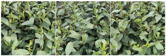 Agriculture 15 01739 i006 Agriculture 15 01739 i006