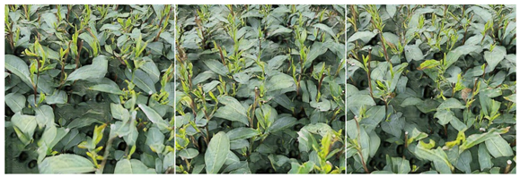 Agriculture 15 01739 i007 Agriculture 15 01739 i007