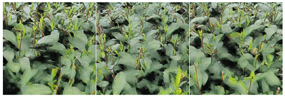 Agriculture 15 01739 i008 Agriculture 15 01739 i008